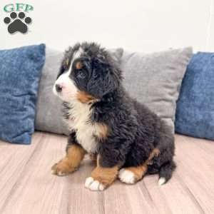 Archie, Bernese Mountain Dog Puppy