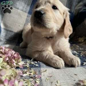 Maverick, Golden Retriever Puppy