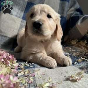 Maverick, Golden Retriever Puppy