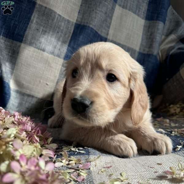 Maverick, Golden Retriever Puppy