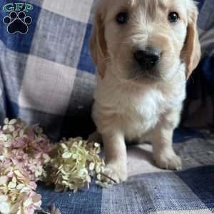 Warren, Golden Retriever Puppy