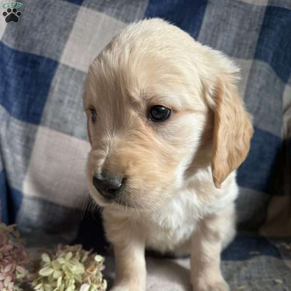 Warren, Golden Retriever Puppy