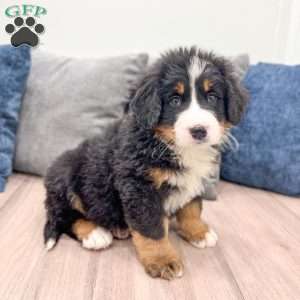 Archie, Bernese Mountain Dog Puppy