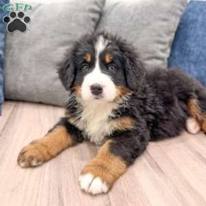 Archie, Bernese Mountain Dog Puppy