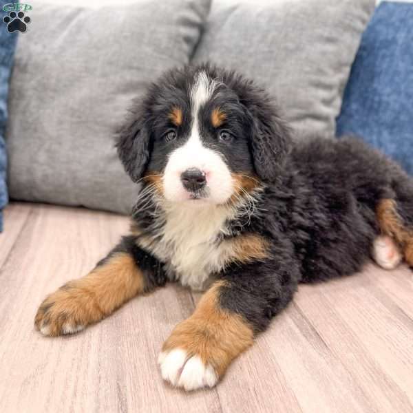 Archie, Bernese Mountain Dog Puppy