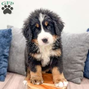 Archie, Bernese Mountain Dog Puppy