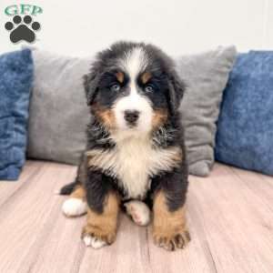 Duke, Bernese Mountain Dog Puppy