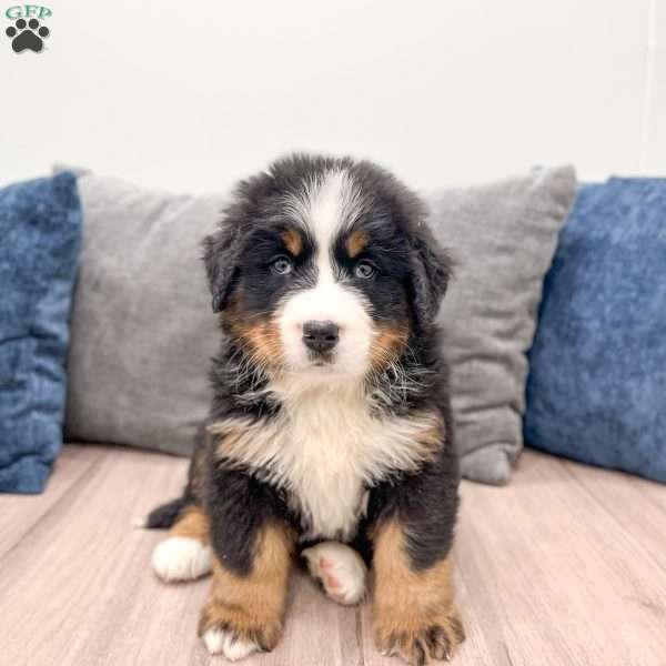 Duke, Bernese Mountain Dog Puppy