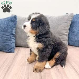 Duke, Bernese Mountain Dog Puppy