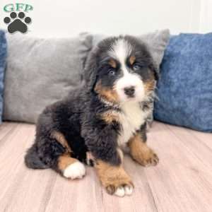 Duke, Bernese Mountain Dog Puppy