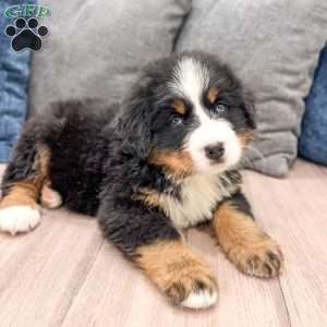 Duke, Bernese Mountain Dog Puppy