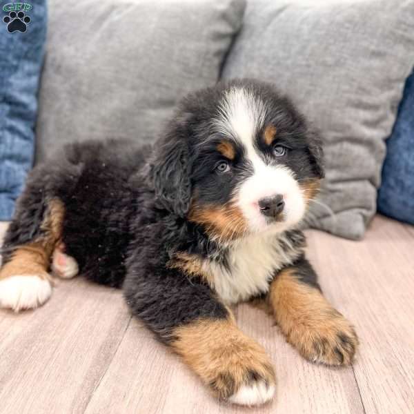 Duke, Bernese Mountain Dog Puppy