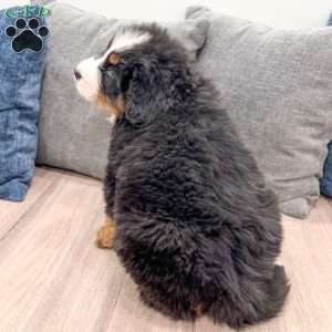 Duke, Bernese Mountain Dog Puppy