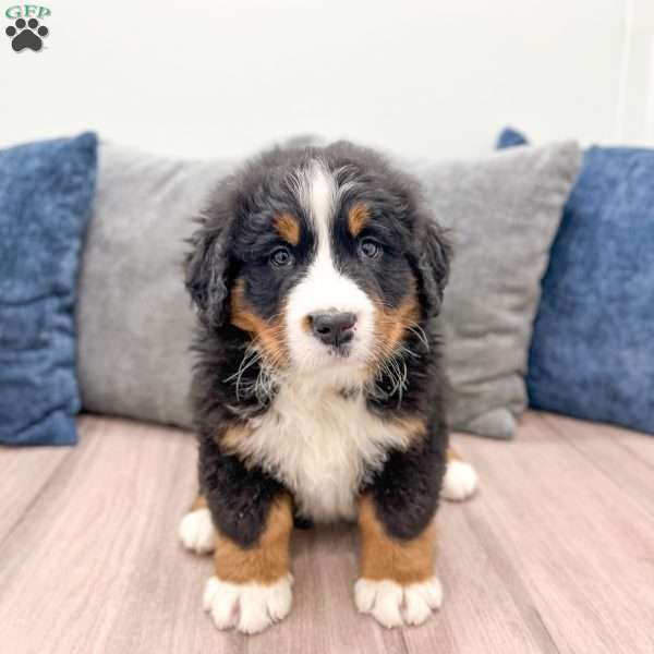 Bud, Bernese Mountain Dog Puppy