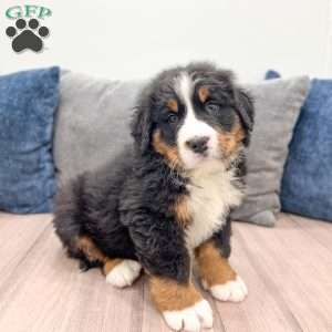 Bud, Bernese Mountain Dog Puppy