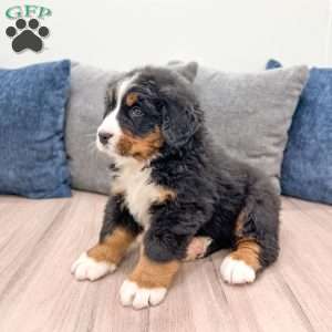 Bud, Bernese Mountain Dog Puppy