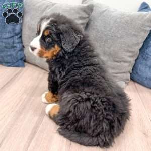 Bud, Bernese Mountain Dog Puppy