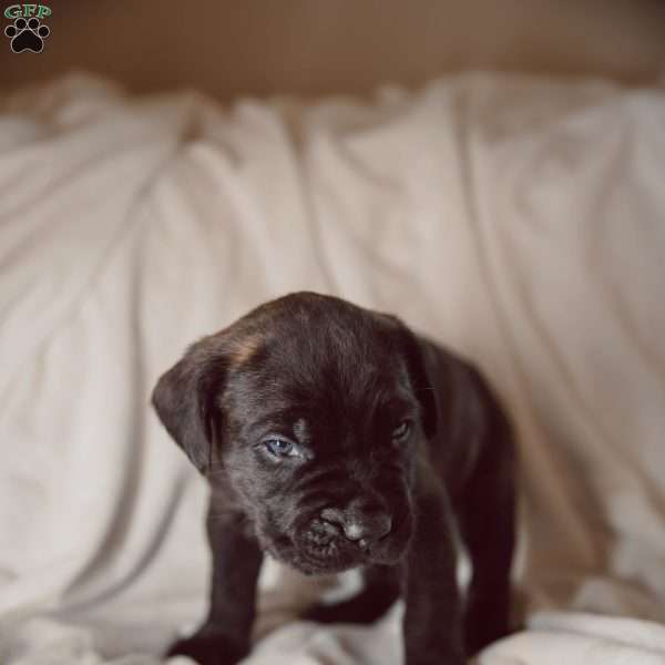 Rupert, Cane Corso Puppy