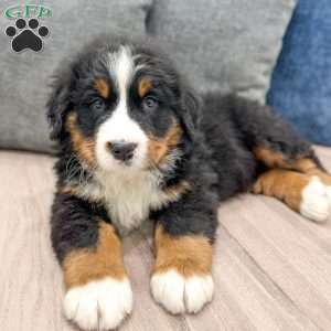 Bud, Bernese Mountain Dog Puppy