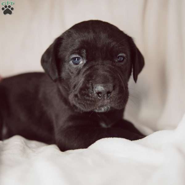 Rosetta, Cane Corso Puppy