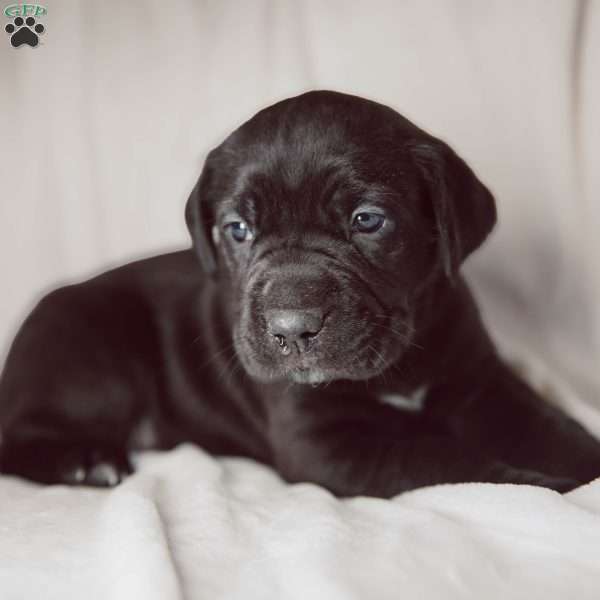 Regina, Cane Corso Puppy