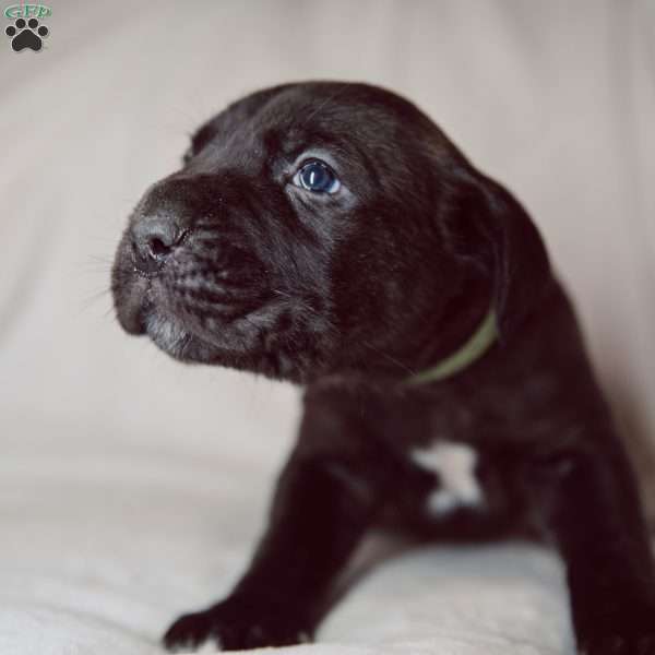 Roy, Cane Corso Puppy