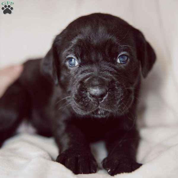 Ruby, Cane Corso Puppy