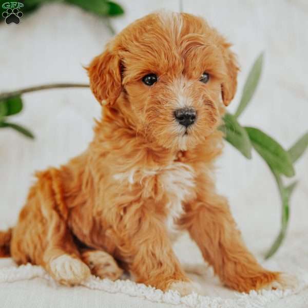 Stella, Mini Goldendoodle Puppy