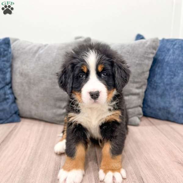 Max, Bernese Mountain Dog Puppy