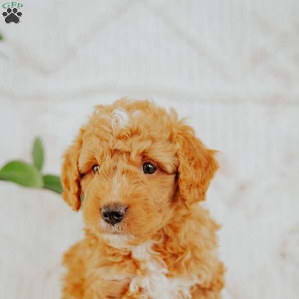 Sunny, Mini Goldendoodle Puppy