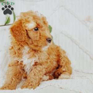 Sunny, Mini Goldendoodle Puppy