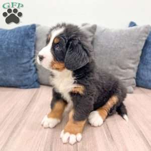 Max, Bernese Mountain Dog Puppy