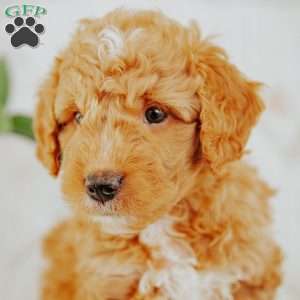 Sunny, Mini Goldendoodle Puppy