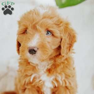 Sunny, Mini Goldendoodle Puppy