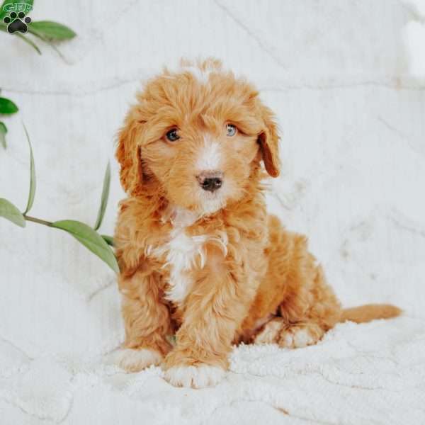 Scout, Mini Goldendoodle Puppy