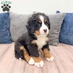 Max, Bernese Mountain Dog Puppy