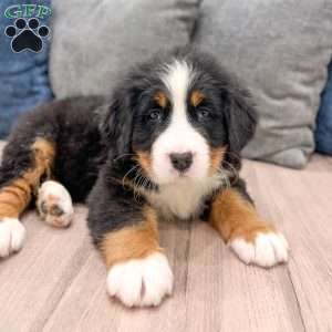 Max, Bernese Mountain Dog Puppy