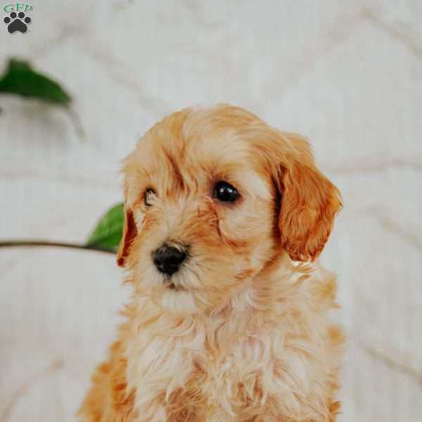 Simon, Mini Goldendoodle Puppy