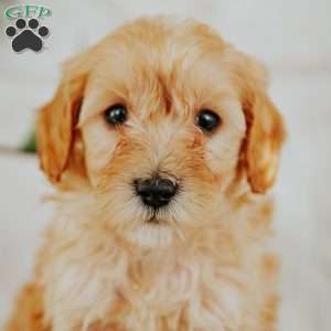 Simon, Mini Goldendoodle Puppy