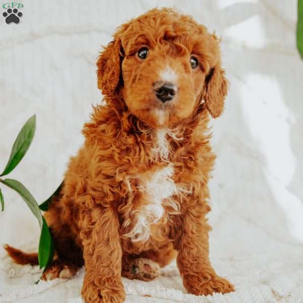 Stan, Mini Goldendoodle Puppy