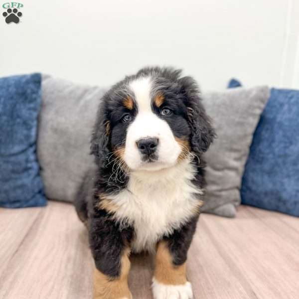 Theo, Bernese Mountain Dog Puppy