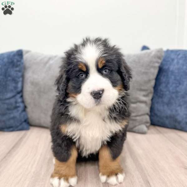 Charlie, Bernese Mountain Dog Puppy