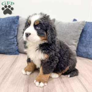 Charlie, Bernese Mountain Dog Puppy