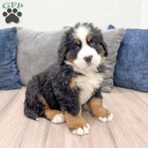 Charlie, Bernese Mountain Dog Puppy