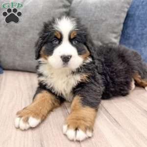 Charlie, Bernese Mountain Dog Puppy