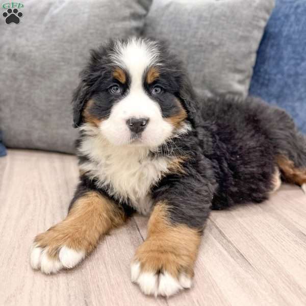 Charlie, Bernese Mountain Dog Puppy