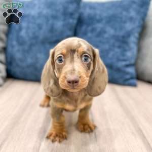 Leo, Dachshund Puppy