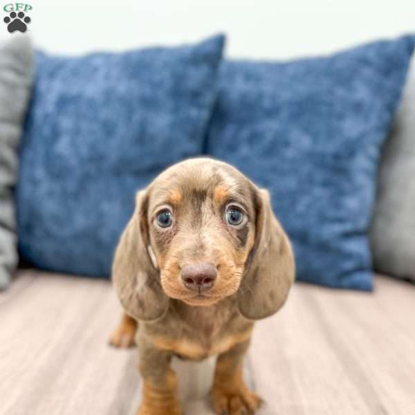 Leo, Dachshund Puppy