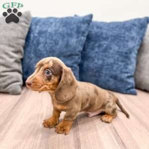 Leo, Dachshund Puppy