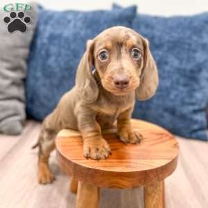 Leo, Dachshund Puppy